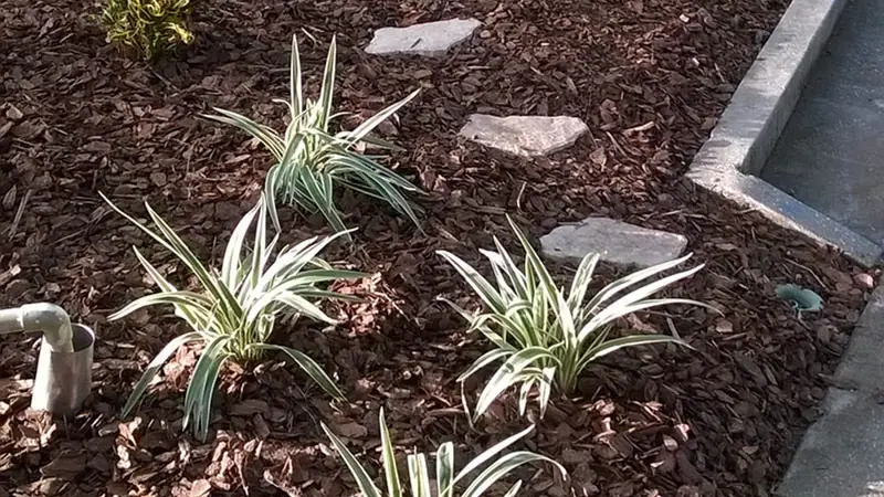 Pine bark bed with flax lilies and stepping stones