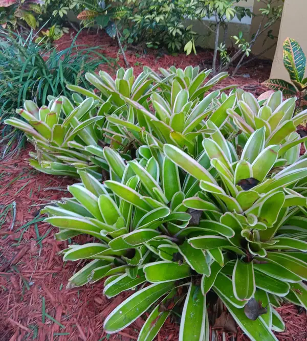 Bromeliads and crotons in a red mulch bed