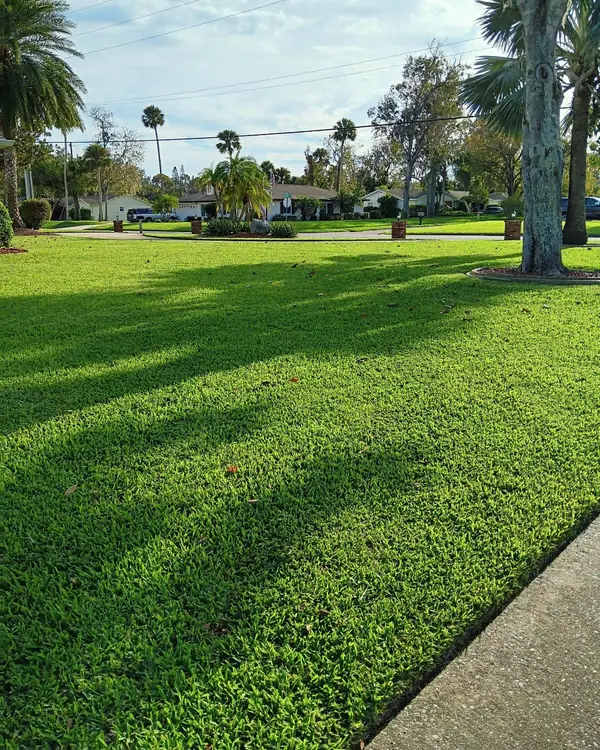 Dense St. Augustine grass in low sun with long tree shadows