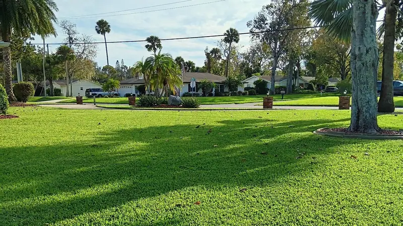 Thick St. Augustine lawn in late afternoon sun with palms along a residential street