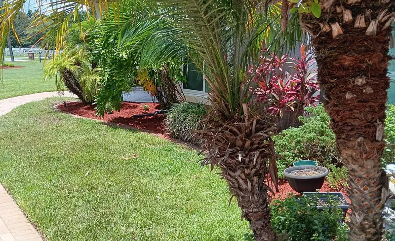 Trimmed shrubs, palms and ti plants along a lawn and paver walkway