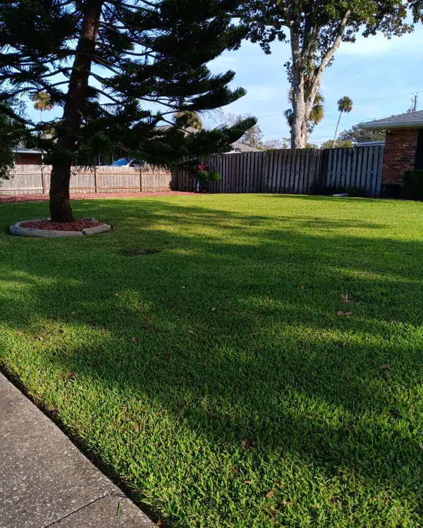 Mowed lawn with a Norfolk Island pine in a stone ring