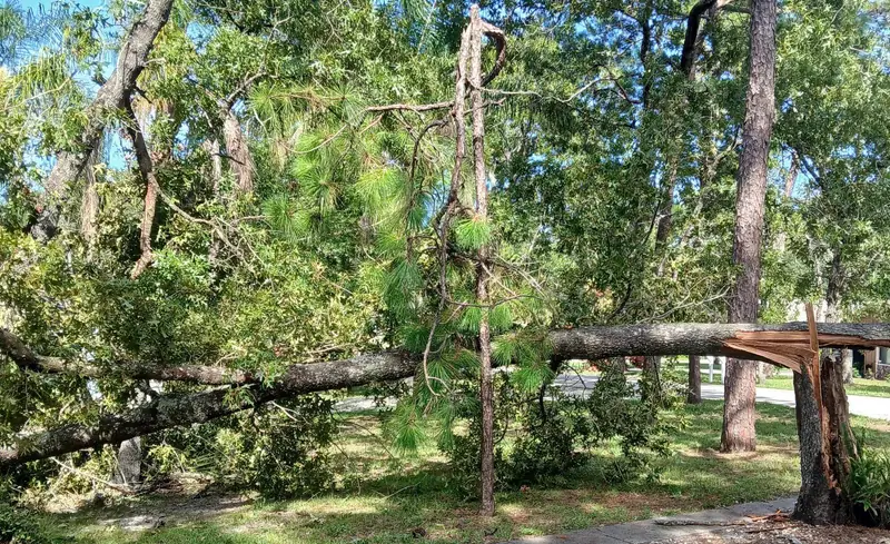 Split oak down across a front yard under live oaks and pines